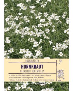 Sortenschild, Cerastium tomentosum