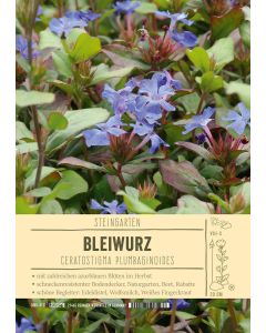 Sortenschild, Ceratostigma plumbaginoides