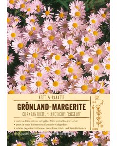 Sortenschild, Chrysanthemum arcticum 'Roseum'