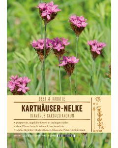 Sortenschild, Dianthus carthusianorum