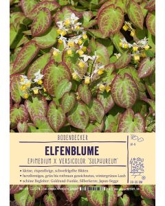 Sortenschild, Epimedium x versicolor 'Sulphureum'