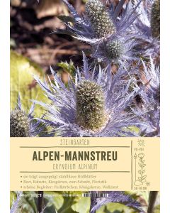 Sortenschild, Eryngium alpinum
