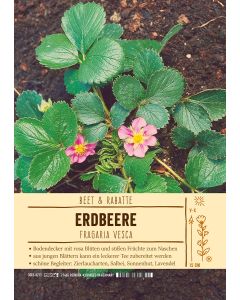 Sortenschild, Fragaria vesca