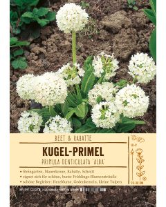 Sortenschild, Primula denticulata 'Alba'