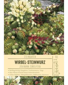 Sortenschild, Jovibarba sobolifera