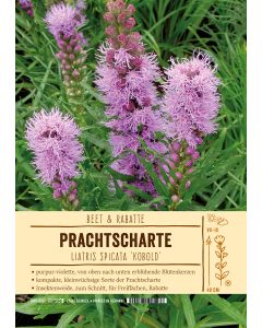 Sortenschild, Liatris spicata 'Kobold'