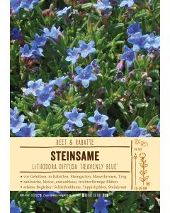 Sortenschild, Lithodora diffusa 'Heavenly Blue'