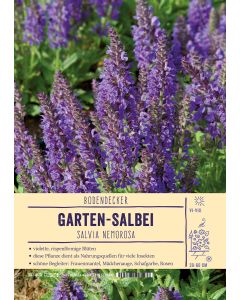 Sortenschild, Salvia nemorosa