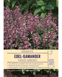 Sortenschild, Teucrium chamaedrys