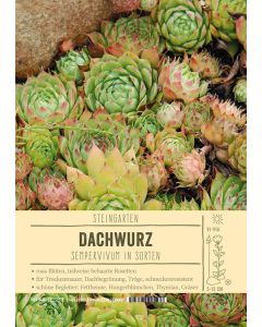 Sortenschild, Sempervivum in Sorten