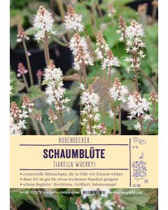 Sortenschild, Tiarella wherryi