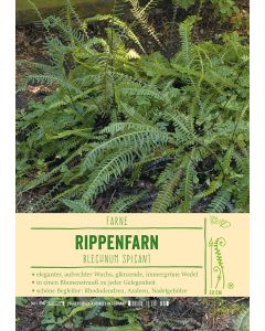 Sortenschild, Blechnum spicant