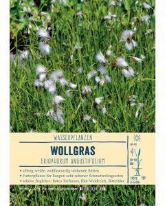 Sortenschild, Eriophorum angustifolium