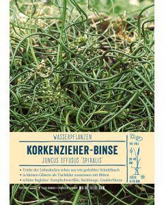 Sortenschild, Juncus effusus 'Spiralis'