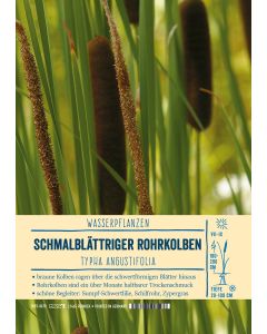 Sortenschild, Typha angustifolia