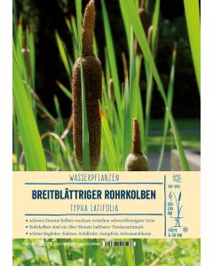 Sortenschild, Typha latifolia