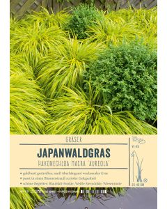 Sortenschild, Hakonechloa macra 'Aureola'
