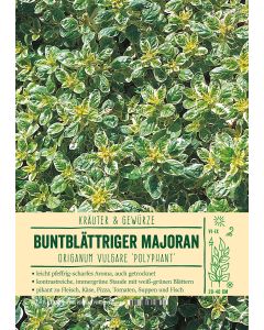 Sortenschild, Origanum vulg. 'Polyphant'