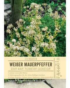 Sortenschild, Sedum album 'Micranthum Chloroticum'