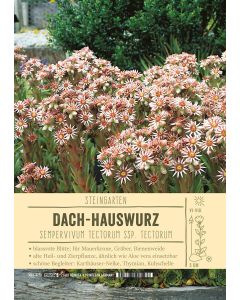 Sortenschild, Sempervivum tectorum ssp. tectorum