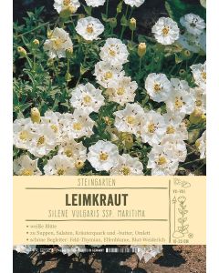 Sortenschild, Silene vulgaris ssp. maritima