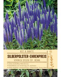 Sortenschild, Veronica spicata ssp. incana