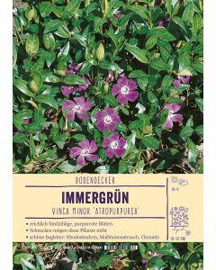 Sortenschild, Vinca minor 'Atropurpurea'