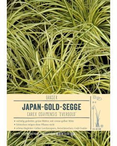Sortenschild, Carex oshimensis 'Evergold'