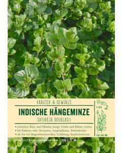 Sortenschild, Satureja douglasii