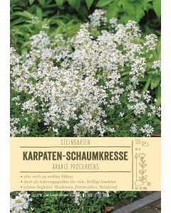 Sortenschild, Arabis procurrens