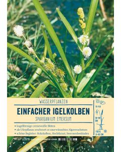 Sortenschild, Sparganium emersum