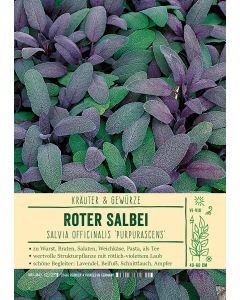 Sortenschild, Salvia offic. 'Purpurascens'