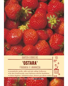 Sortenschild, Fragaria x ananassa 'Ostara'