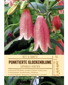 Sortenschild, Campanula punct.
