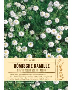 Sortenschild, Chamaemelum nobile 'Plena'