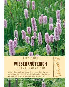 Sortenschild, Bistorta offic. 'Superba'