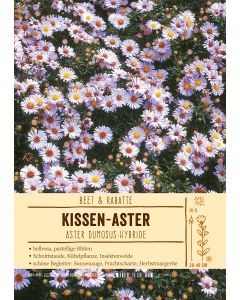 Sortenschild, Aster Dumosus