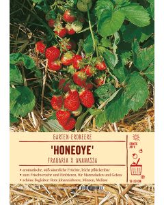 Sortenschild, Fragaria x ananassa 'Honeoye'