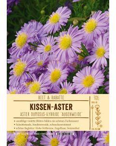 Sortenschild, Aster Dumosus 'Augenweide'