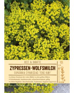 Sortenschild, Euphorbia cyparissias 'Fens Ruby'