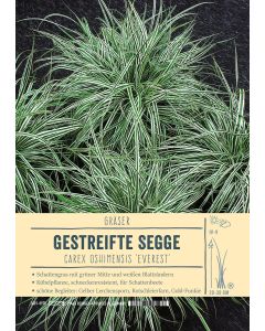 Sortenschild, Carex oshimensis 'Everest'
