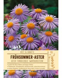 Sortenschild, Aster tongolensis 'Wartburgstern'