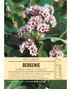 Sortenschild, Bergenia Hybride 'Silberlicht'