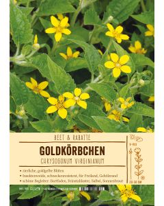 Sortenschild, Chrysogonum virginianum