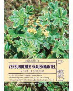 Sortenschild, Alchemilla conjuncta