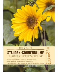 Sortenschild, Helianthus decapetalus 'Capenoch Star'