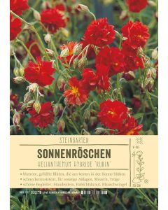 Sortenschild, Helianthemum Hybride 'Rubin'