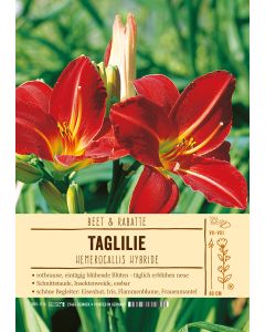 Sortenschild, Hemerocallis Hybride