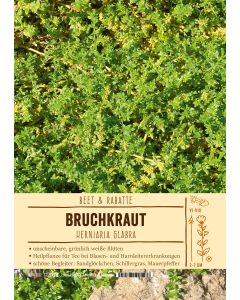 Sortenschild, Herniaria glabra