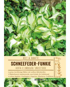 Sortenschild, Hosta x undulata 'Univittata'